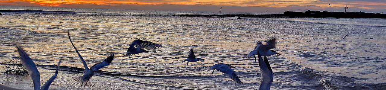 Hillsboro Beach Florida seaguls