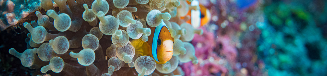 Fish in coral reef