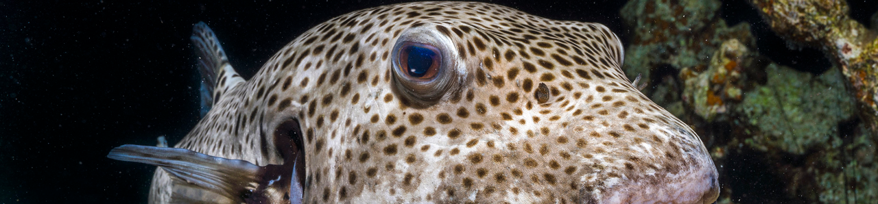 fish