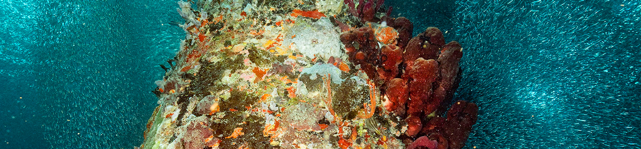 corals under water