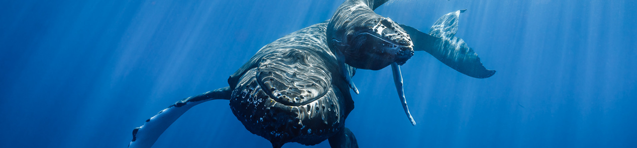 whales