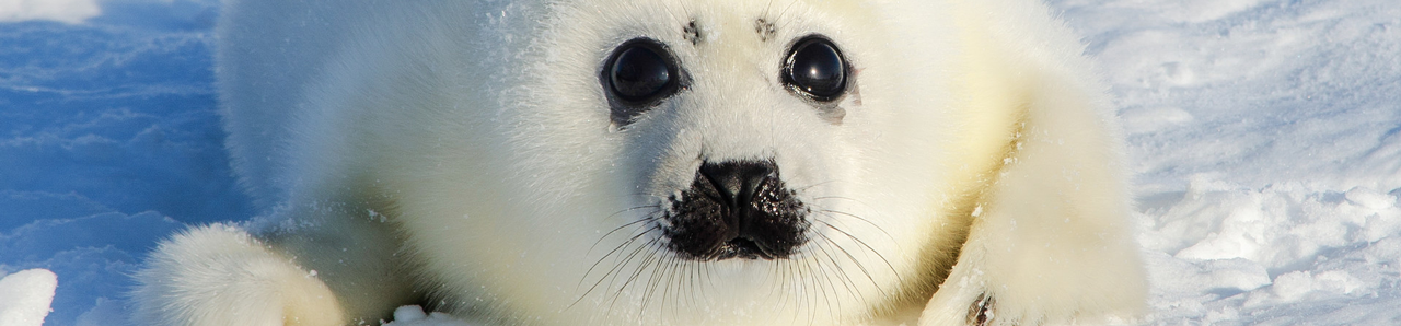 baby harp seal