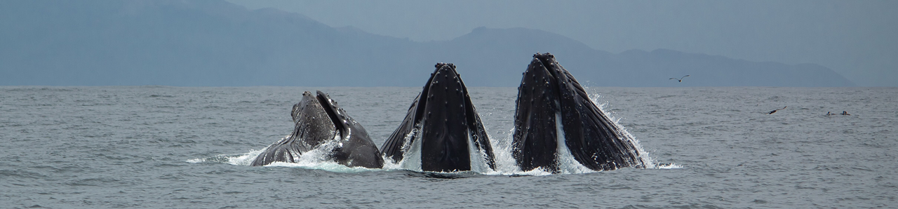 Three Whales