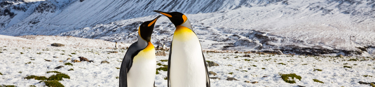 penquins