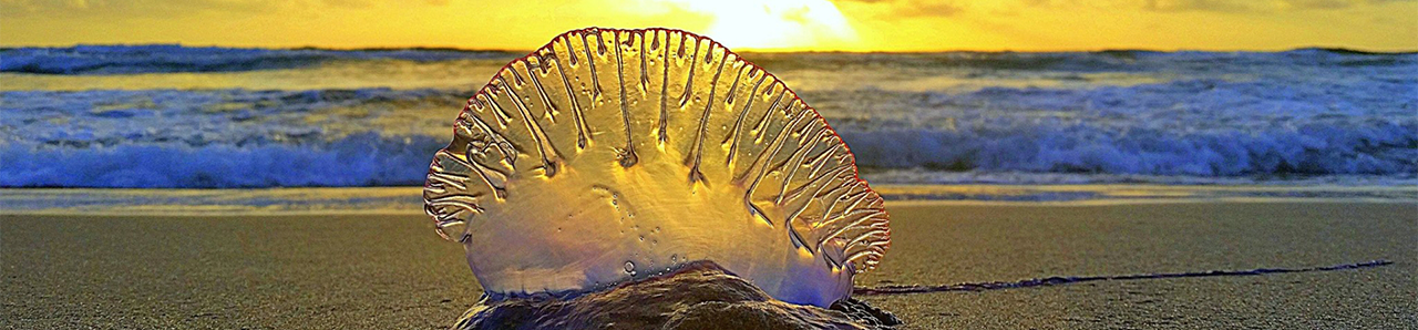 Sun on a beach