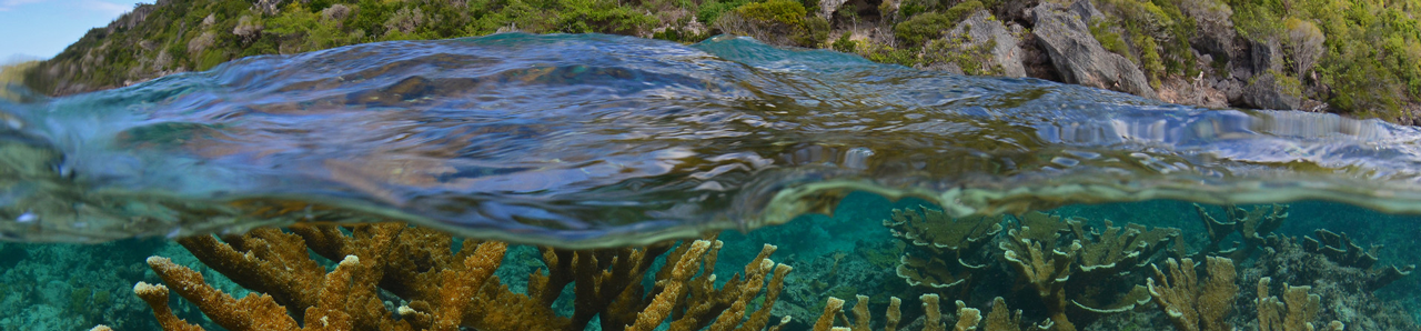 corals in ocean
