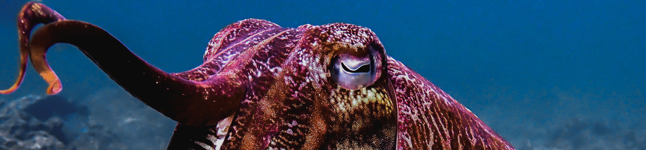 Pharaoh cuttlefish