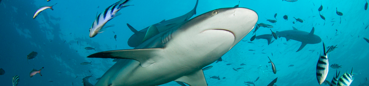 Shark reef