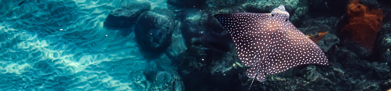 Sting Ray under water