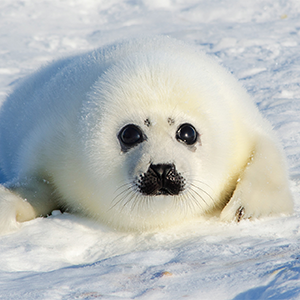 baby harp seal