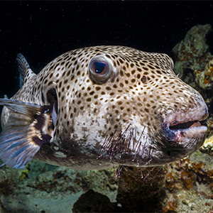 fish