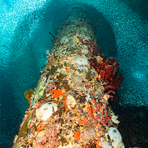 corals