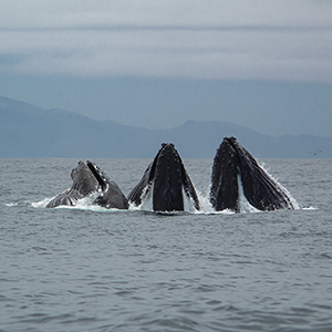 whales