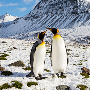 penguins
