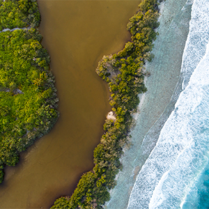 mangrove coastline and reef