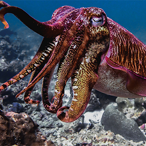 Pharaoh cuttlefish