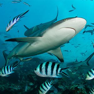Shark reef