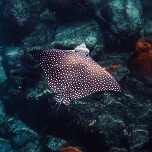 stingray