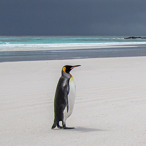 Wondering Penquin