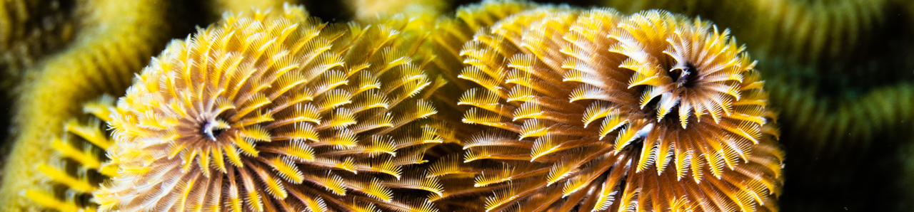 Christmas tree worm