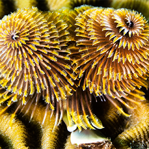 Christmas tree worm