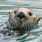 sea otter
